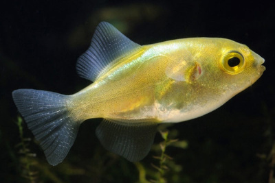 Тетраодон Золотой